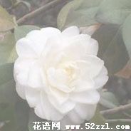 宁波海曙白色茶梅的花语