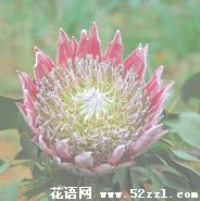 宁波海曙帝王花（菩提花）的花语