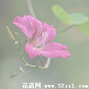 宁波海曙紫金花的花语