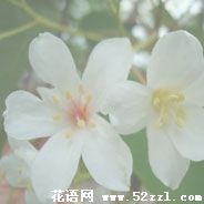 宁波海曙油桐花的花语