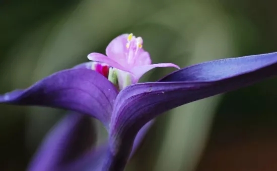 宁波海曙兰花花语、玉兰花花语是什么？适合送什么人？