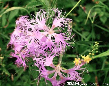 宁波海曙瞿麦的花语