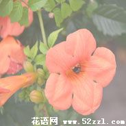 宁波海曙凌霄花的花语