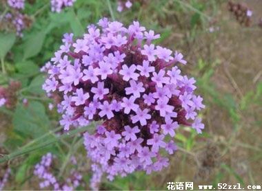 宁波海曙百里香（麝香草）的花语