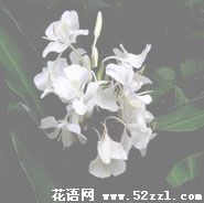 宁波海曙姜花的花语