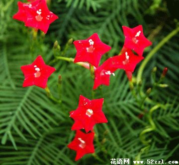 宁波海曙五星花（茑萝花）的花语