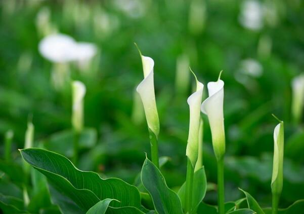 宁波海曙海芋花的花语是什么