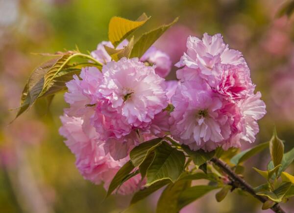 宁波海曙重瓣樱花的花语