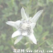 宁波海曙雪绒花（火绒草）的花语