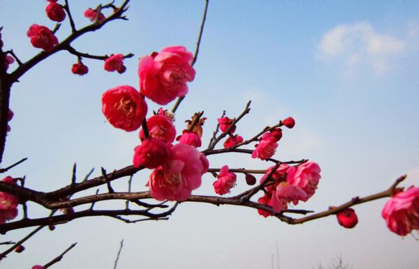 宁波海曙粉色梅花花语是什么，坚强高雅独立和忠贞