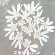 宁波海曙蕾丝花的花语