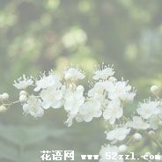 宁波海曙珍珠梅的花语