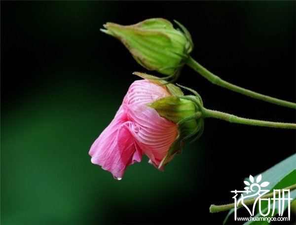 宁波海曙芙蓉花花语是什么，贞操/纯洁/纤细之美