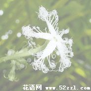 宁波海曙变色瓜的花语