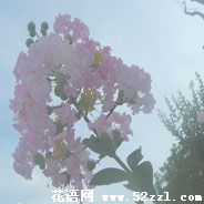 宁波海曙紫薇花的花语