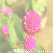 宁波海曙千日红的花语