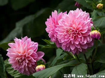 宁波海曙大丽花的花语是什么