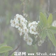 宁波海曙笑靥花的花语