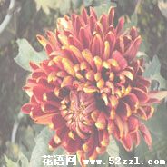 宁波海曙菊花花语—各种菊花的花语大全