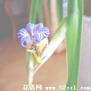 宁波海曙孔雀兰的花语