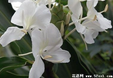 宁波海曙野姜花的花语