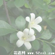 宁波海曙九里香的花语