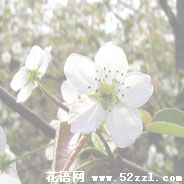 宁波海曙梨花的花语