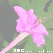 宁波海曙胭脂花的花语