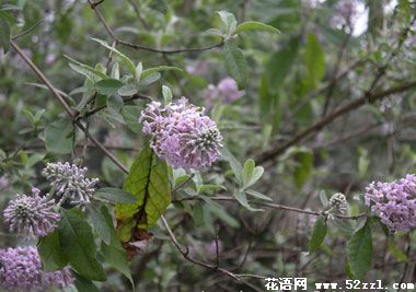 宁波海曙密蒙花的花语