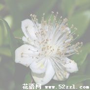 宁波海曙香不桃的花语