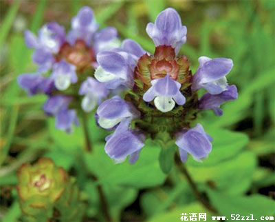 宁波海曙夏枯草的花语