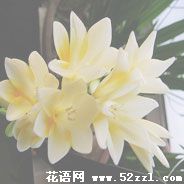 宁波海曙香雪兰（小苍兰）的花语