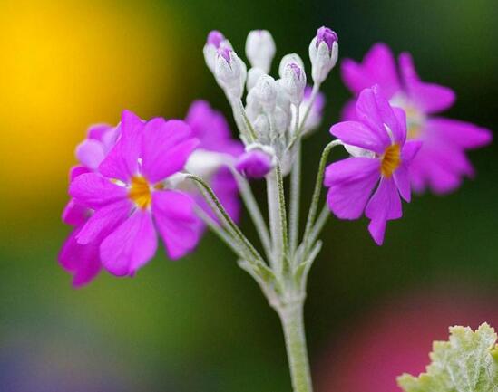 宁波海曙樱花草花语及传说故事