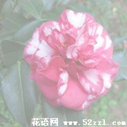 宁波海曙红色茶梅的花语