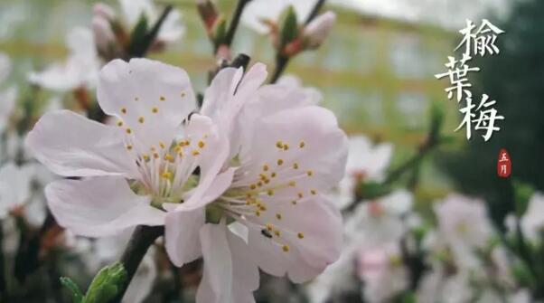 宁波海曙重瓣榆叶梅花语是什么，爱情的俘虏