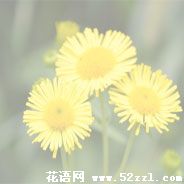 宁波海曙六月菊的花语