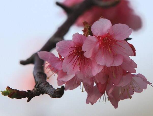 宁波海曙山樱花的花语