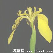 宁波海曙黄色鸢尾花的花语