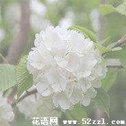 宁波海曙琼花（蝴蝶花）的花语