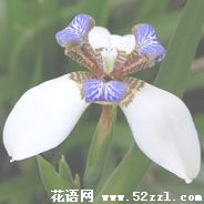 宁波海曙白色鸢尾花的花语