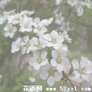 宁波海曙珍珠花的花语