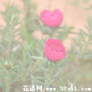 宁波海曙半枝莲（韩信草）的花语