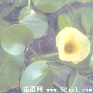 宁波海曙萍逢草的花语