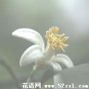 宁波海曙柠檬花的花语