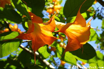 宁波海曙黄色曼陀罗的花语