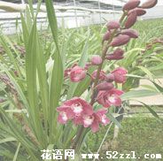 宁波海曙大花蕙兰的花语