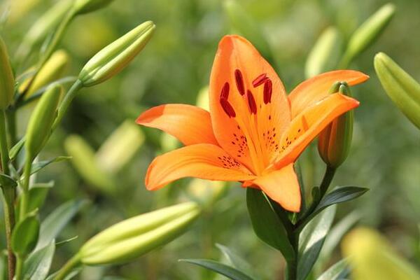 宁波海曙百合花花语是什么，代表着美好的家庭和伟大的爱