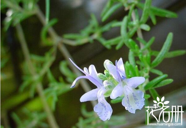 宁波海曙迷迭香的花语是什么 留住美好的回忆