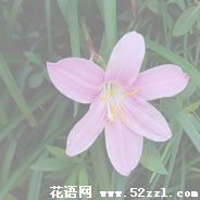 宁波海曙韭菜兰的花语