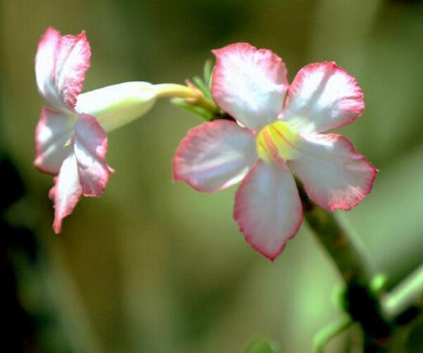 宁波海曙沙漠玫瑰的花语,爱你不渝